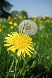 Dandelion Time