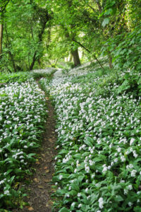 Garlic Woods