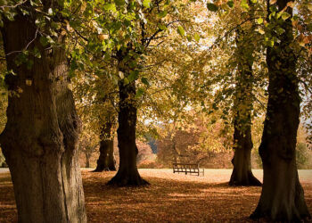 A touch of Autumn