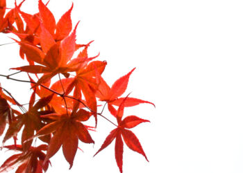 Acer Light