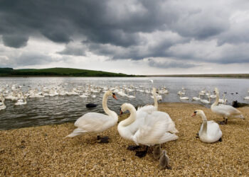 Field of Swans
