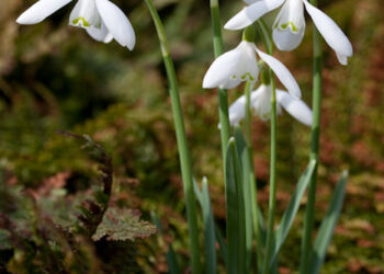 Snowdrops with Ferns