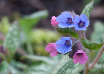 Not a snowdrop