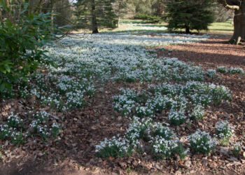 A host of white snowdrops