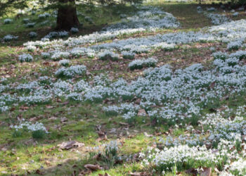 Even more snowdrops