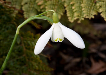 A specimen