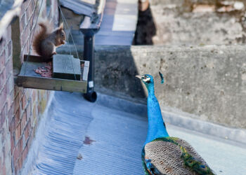 Stand Off
