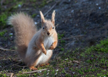 Red Squirrel