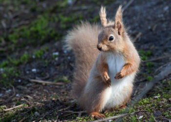 Red Squirrel 2