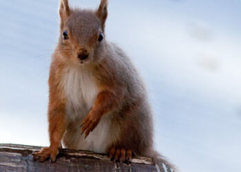 Red Squirrel 3