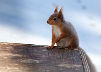 Red Squirrel 4