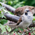 House Sparrows